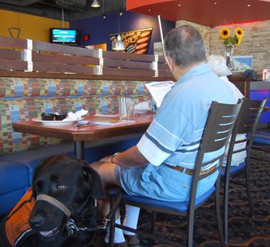 Elderly man sitting in a restaurant with his guide dog.